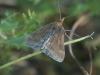 Pyrausta despicata